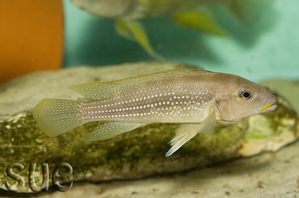 Neolamprologus tetracanthus